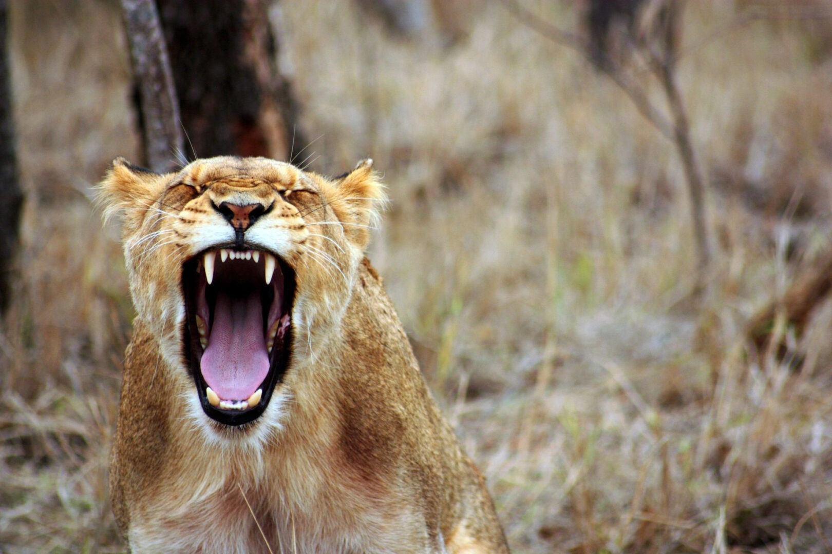 The Roaring Truth